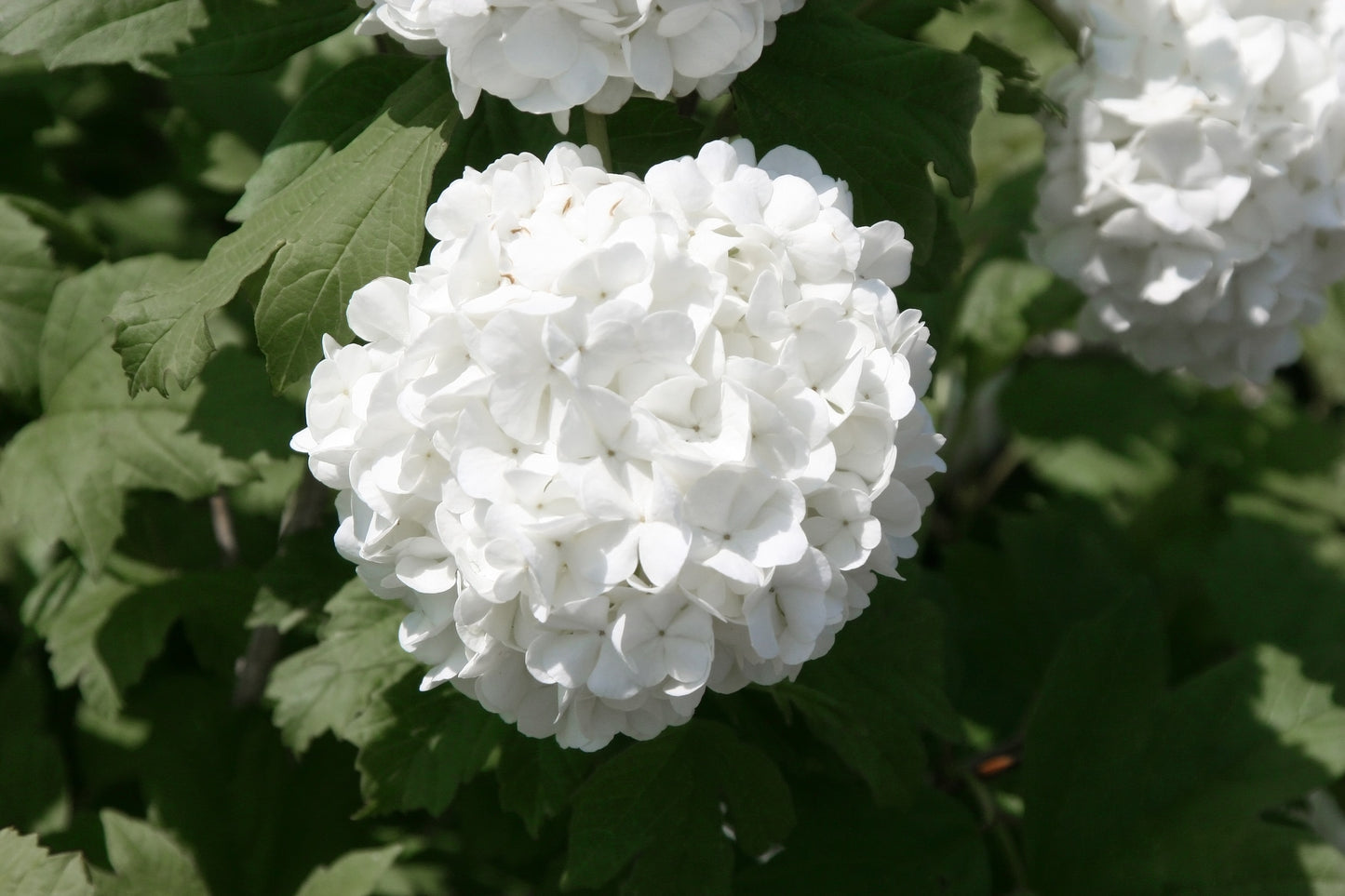 White Geranium