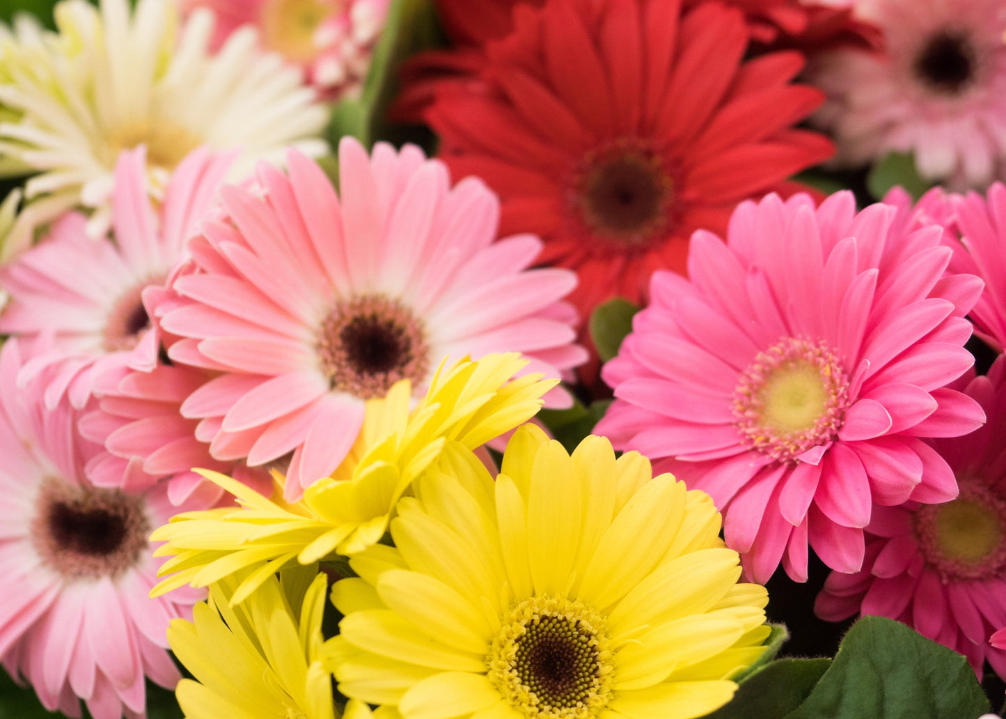 Jaguar Fire Gerbera