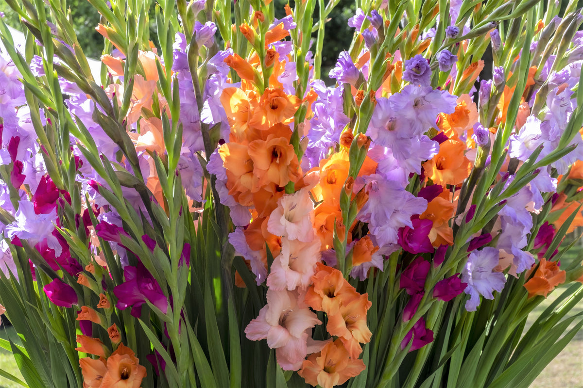Mixed Gladiolus