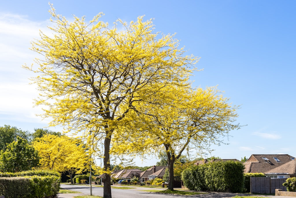 Sunburst Honeylocust