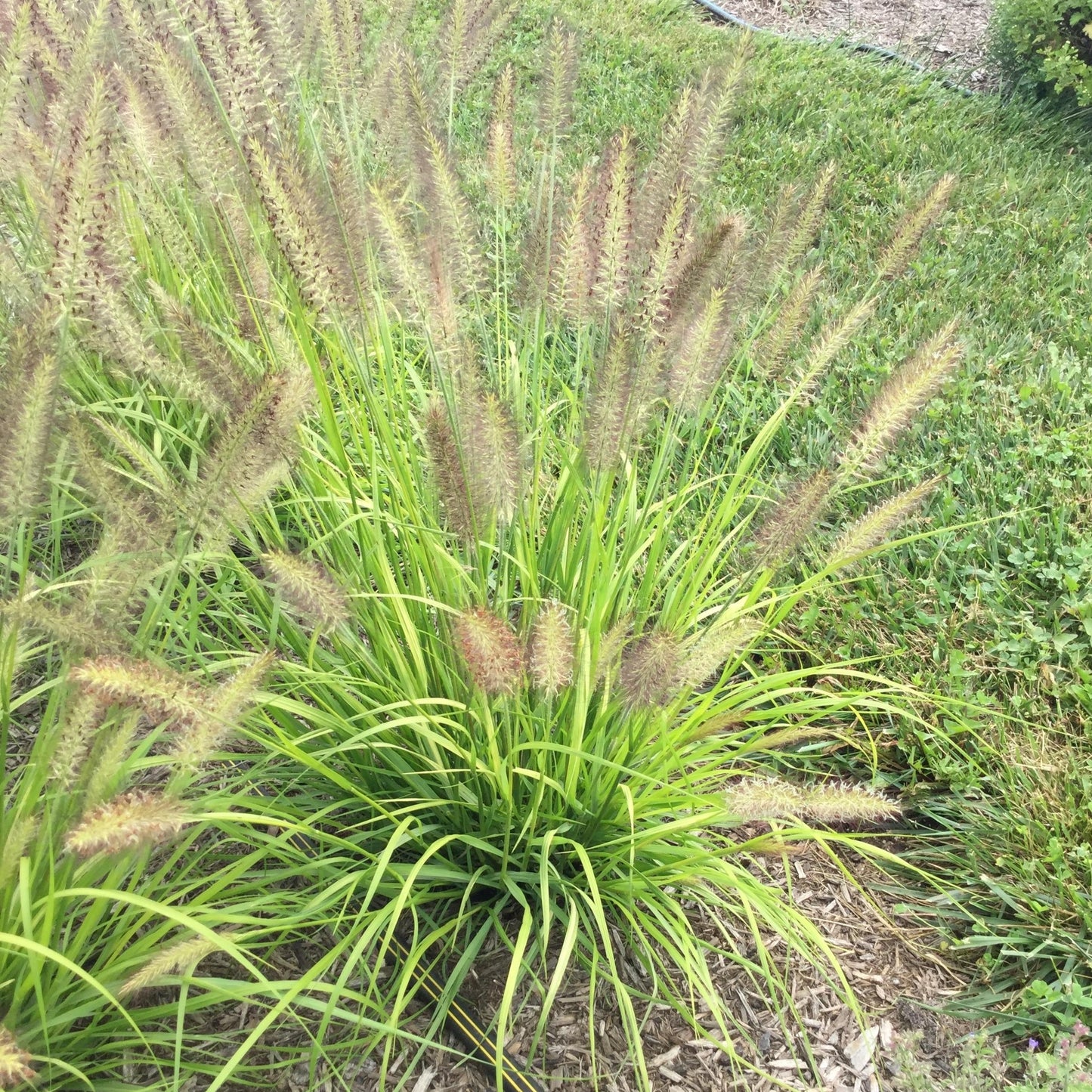 Pure Energy Fountain Grass