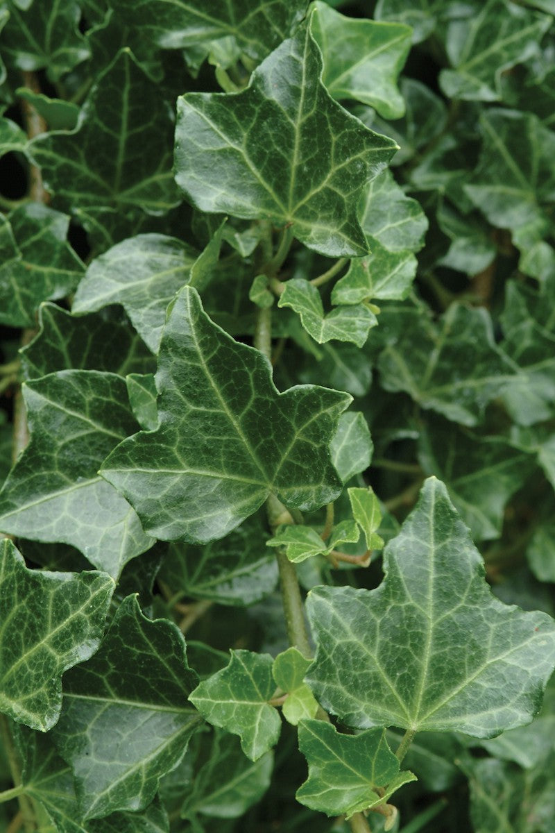 Baltica English Ivy