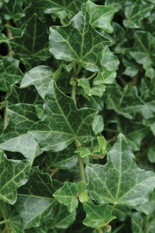 Baltica English Ivy