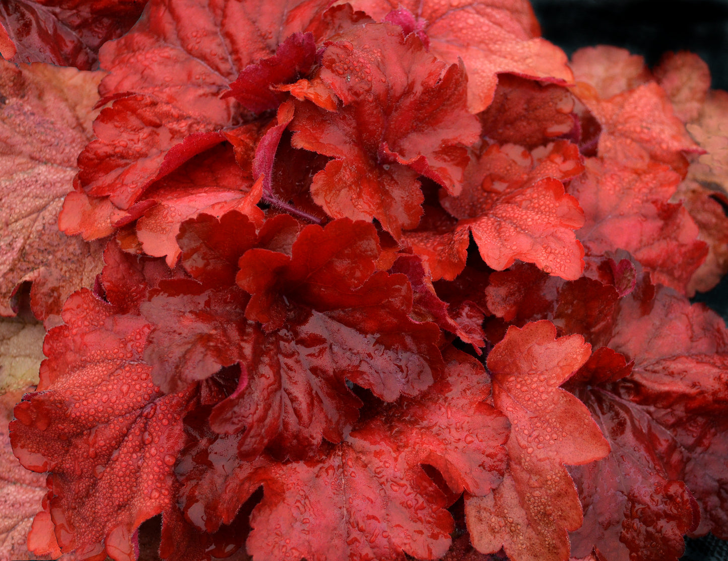 Fire Alarm Coral Bells