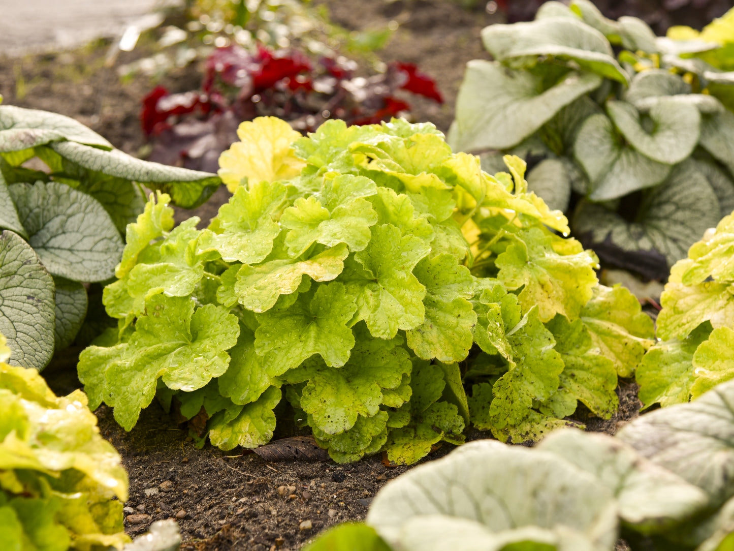Pistachio Ambrosia Coral Bells