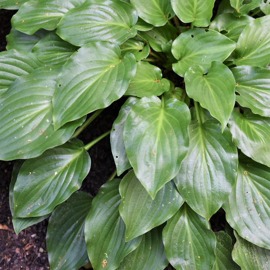 Invincible Hosta