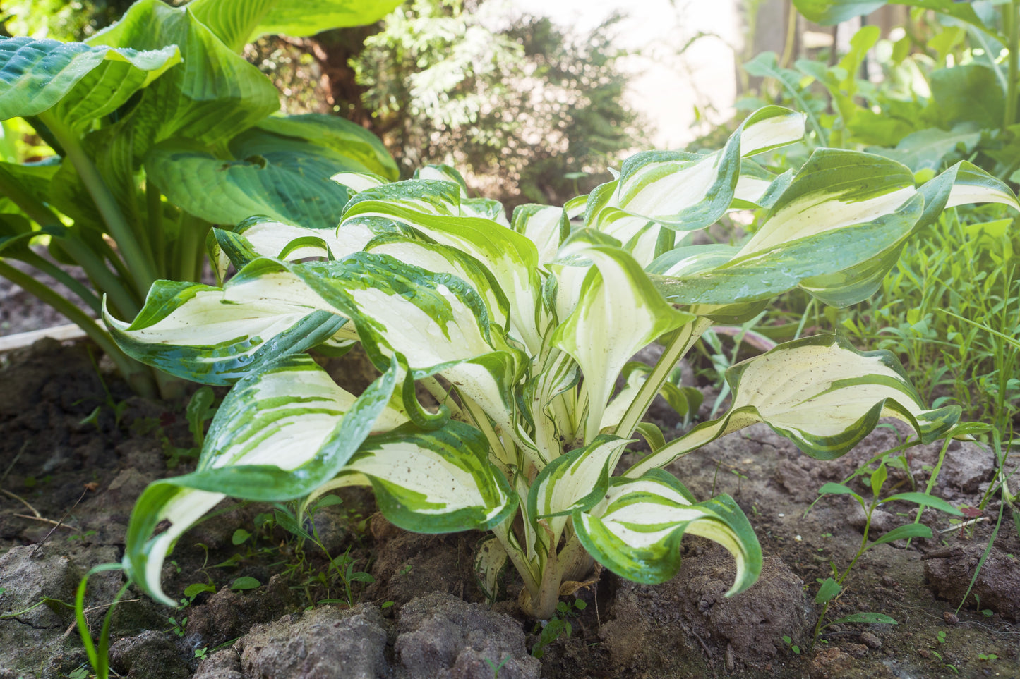 Moonstruck Hosta