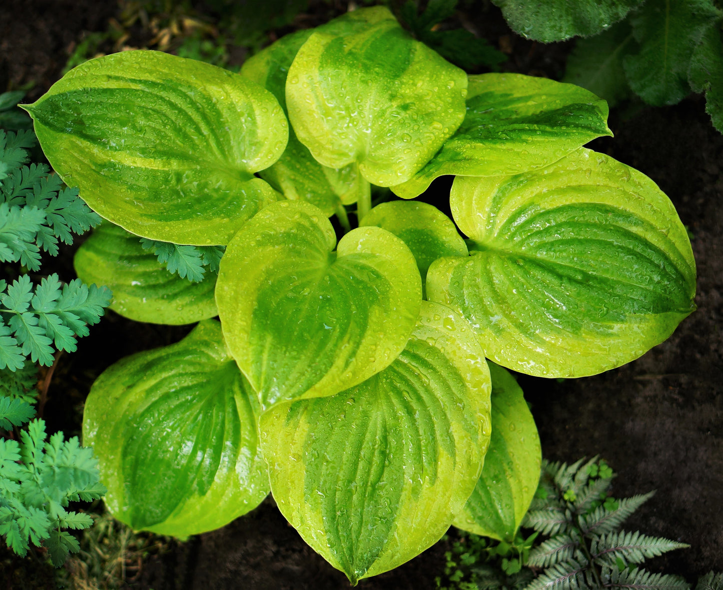 Summer Breeze Hosta