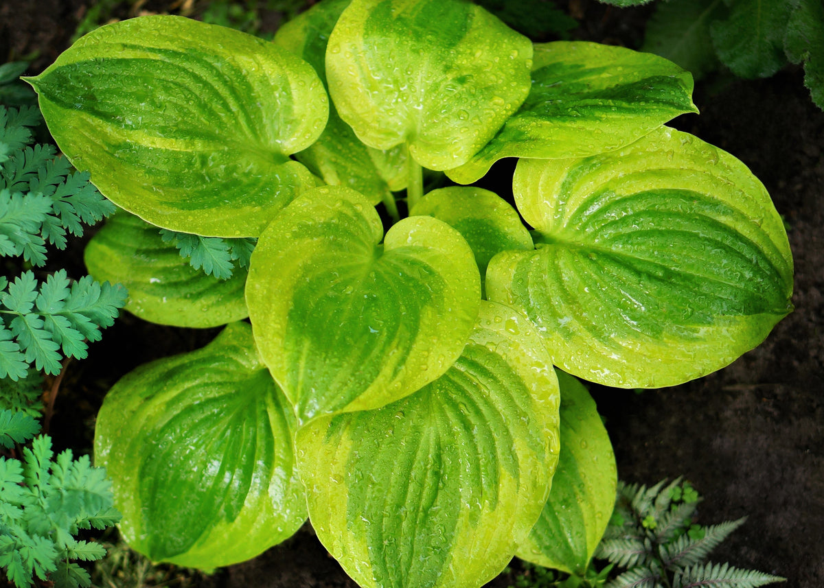 Summer Breeze Hosta