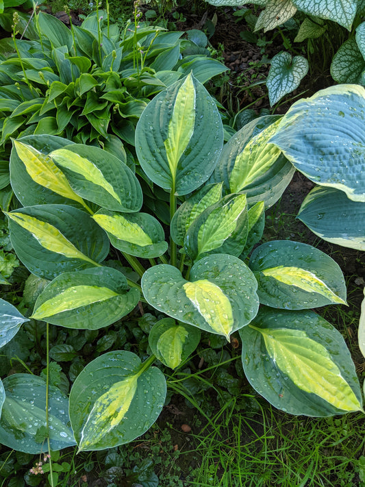 Striptease Hosta