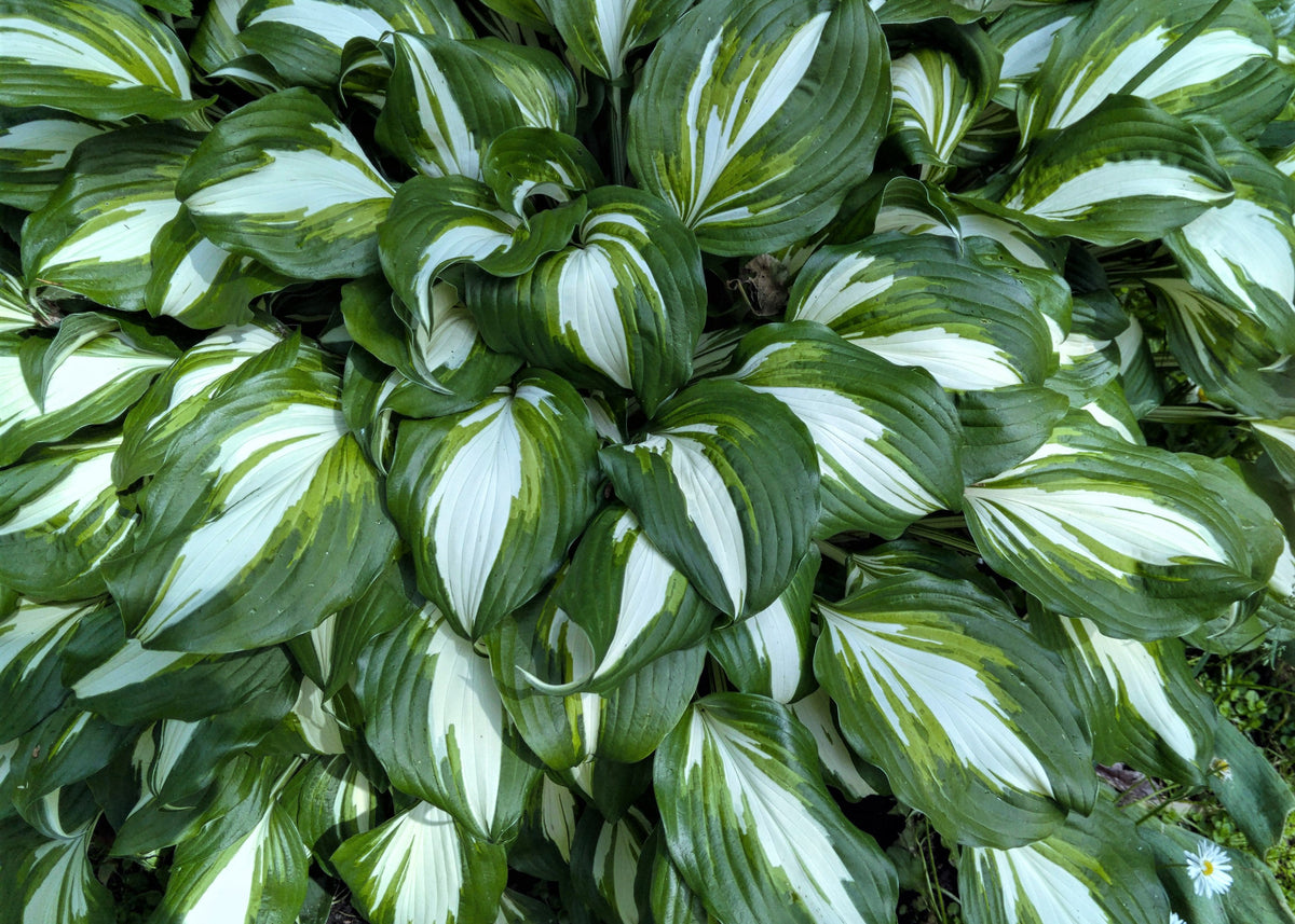 Revolution Hosta