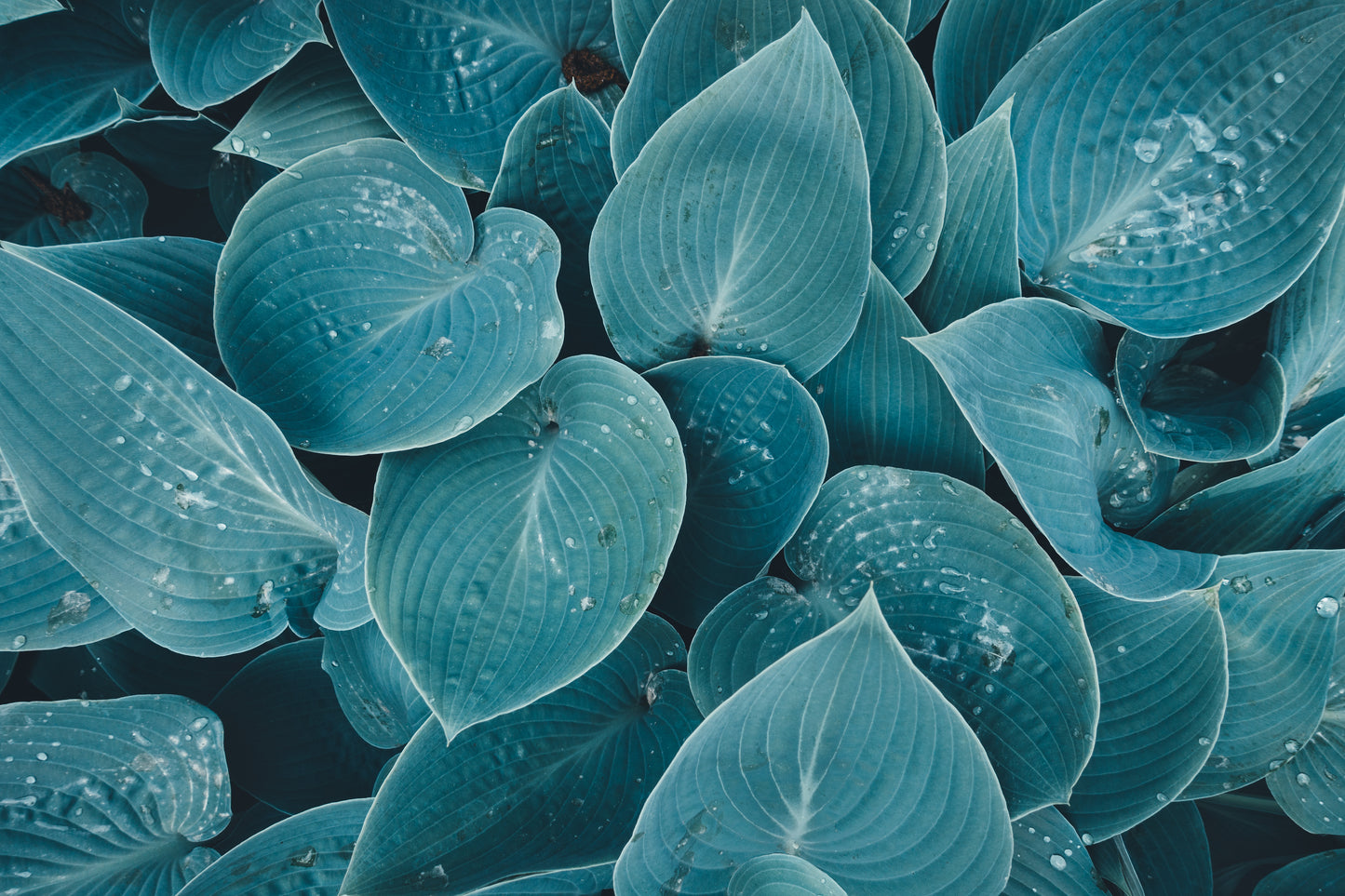 Fragrant Blue Hosta