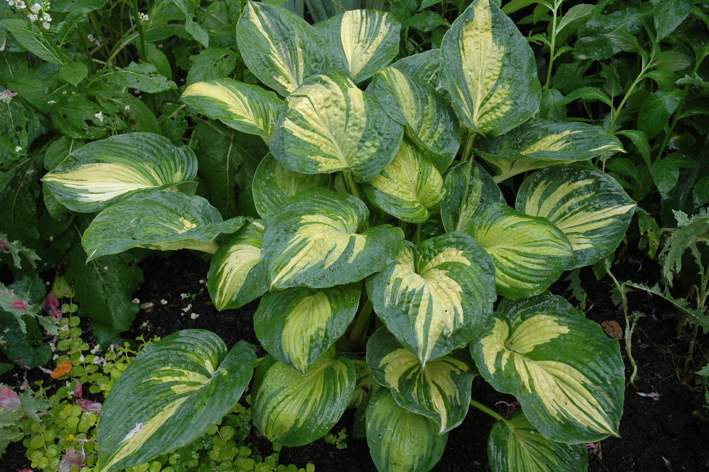 Great Expectations Hosta