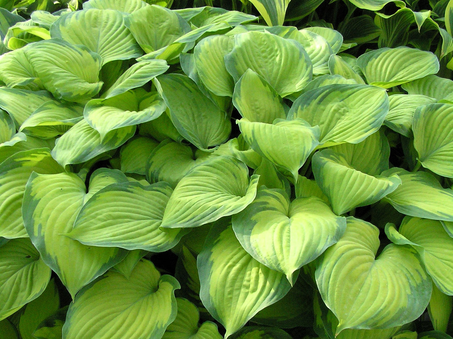 Guacamole Hosta