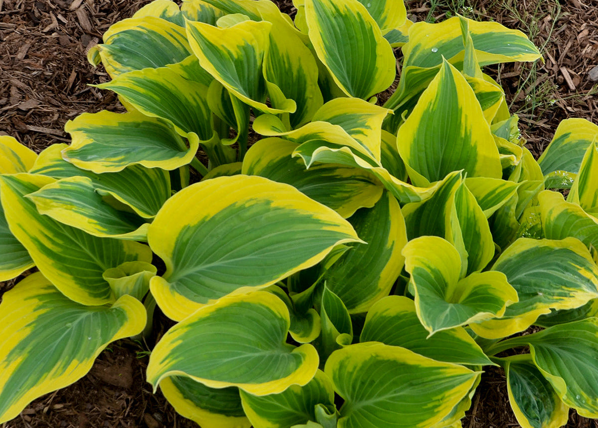 Liberty Hosta