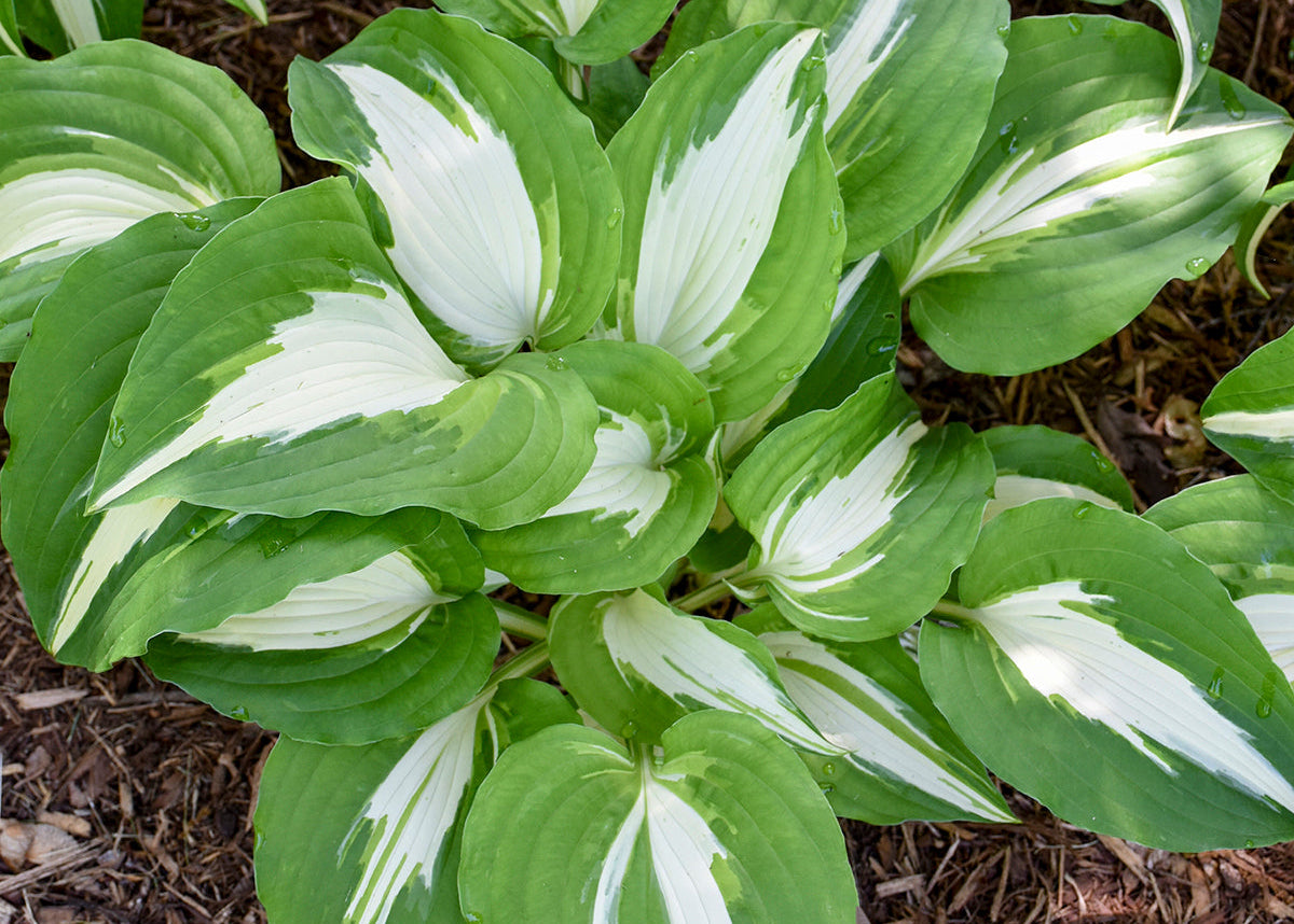 Night Before Christmas Hosta