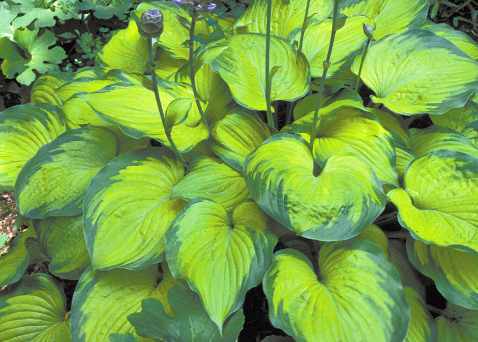 Old Glory Hosta