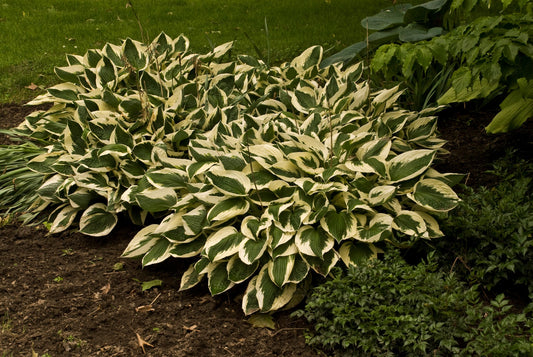 Hosta x Patriot