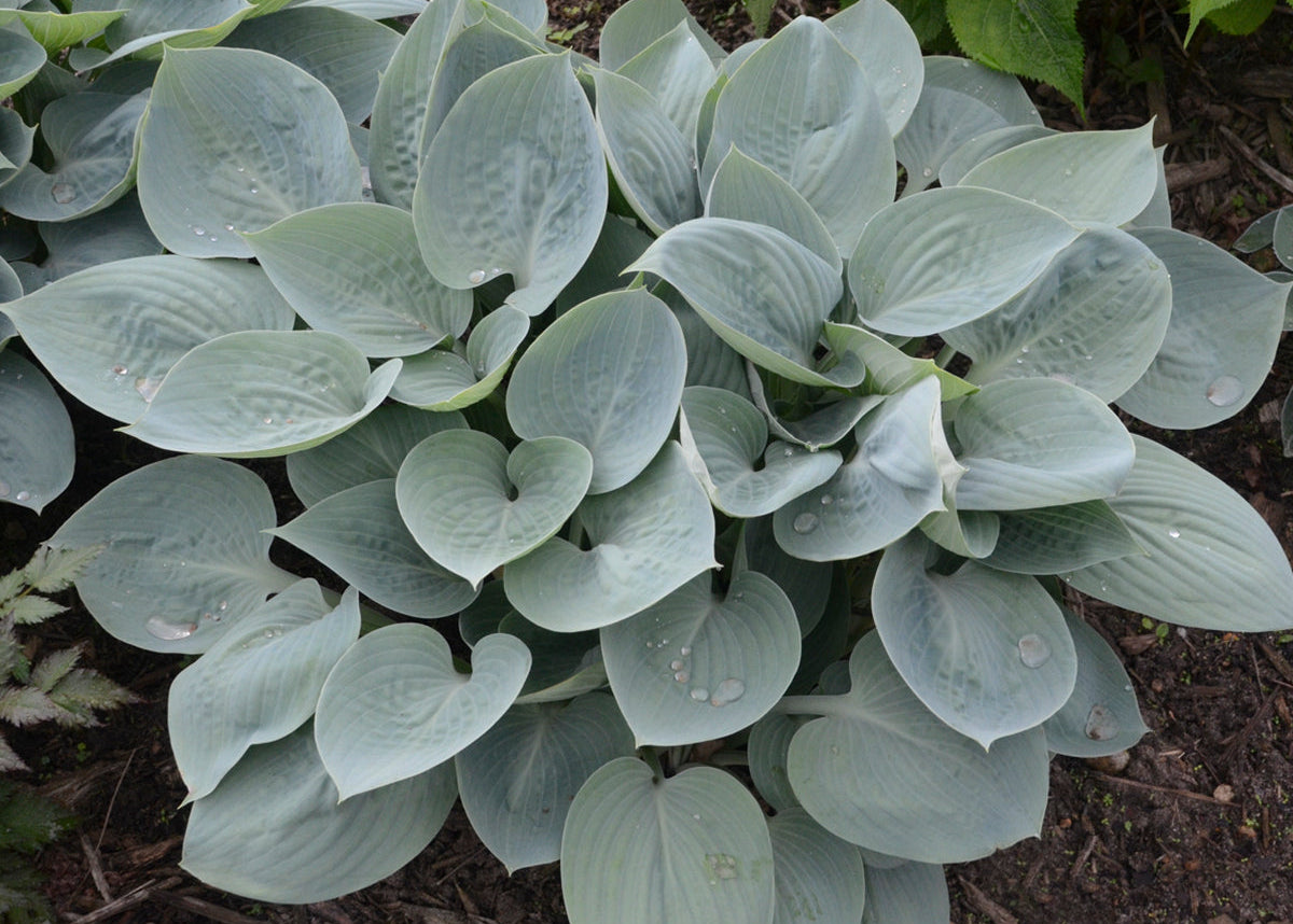 Prairie Sky Hosta