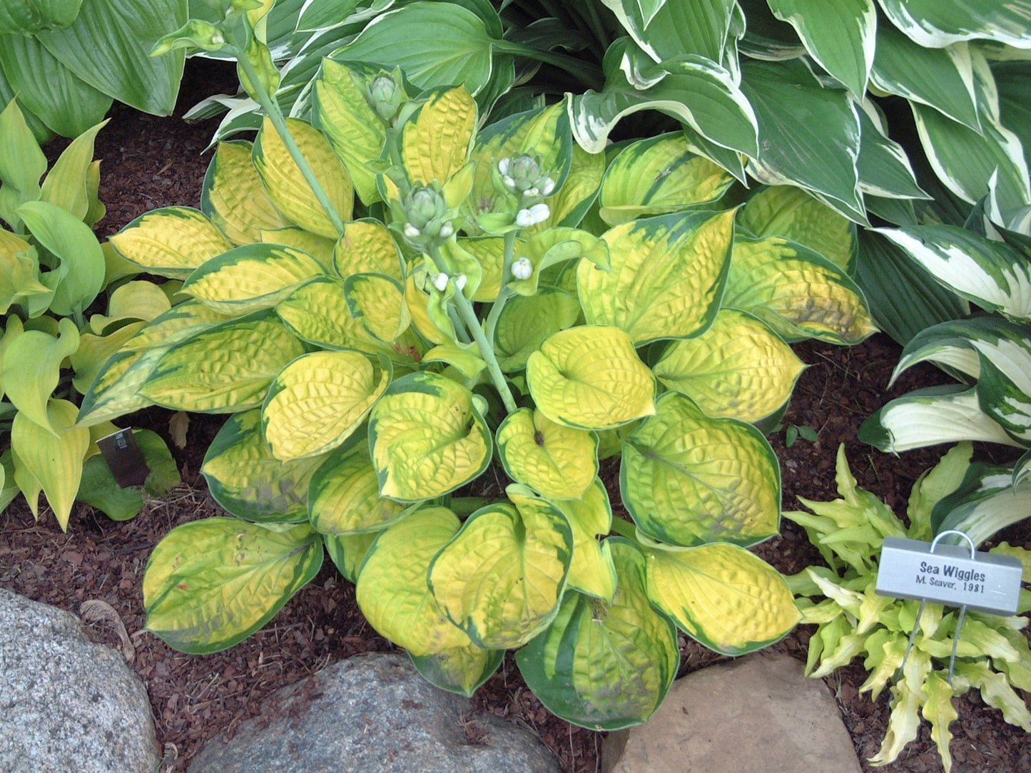 Rainforest Sunrise Hosta