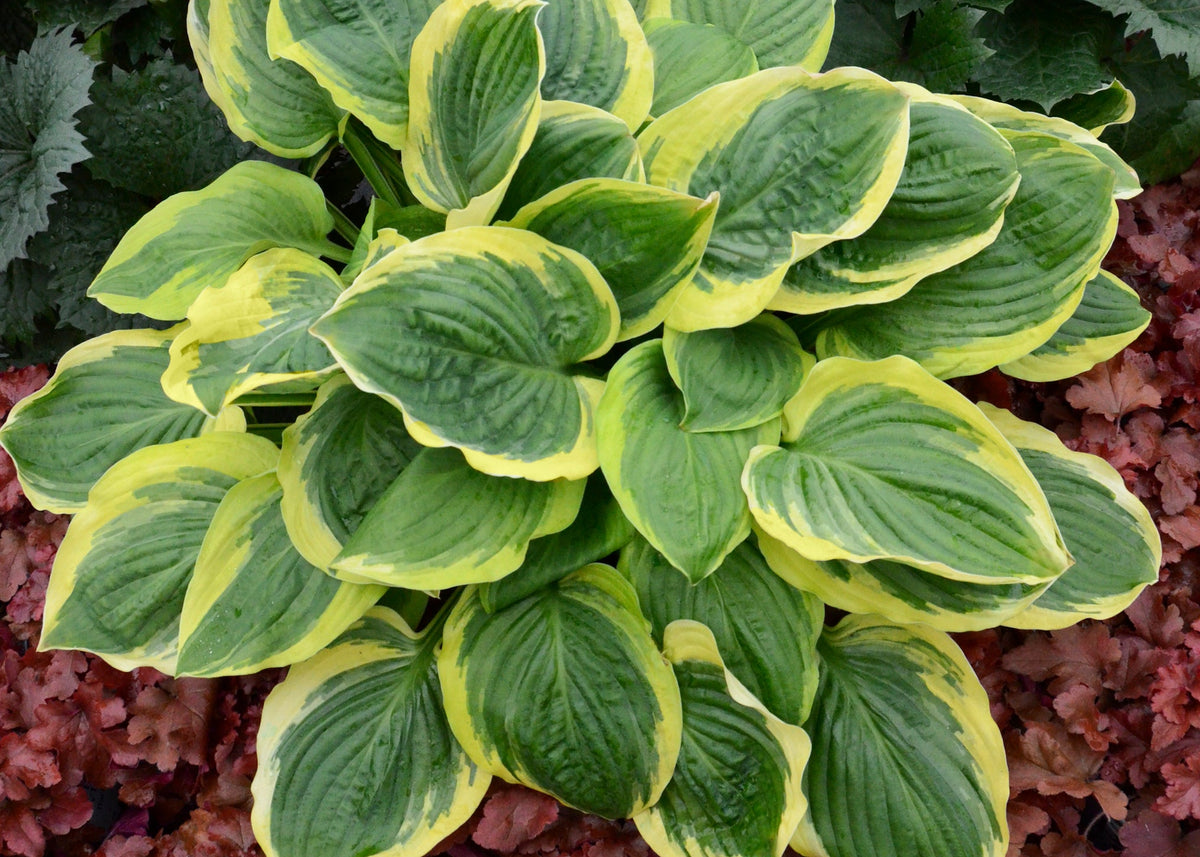 Royal Wedding Hosta