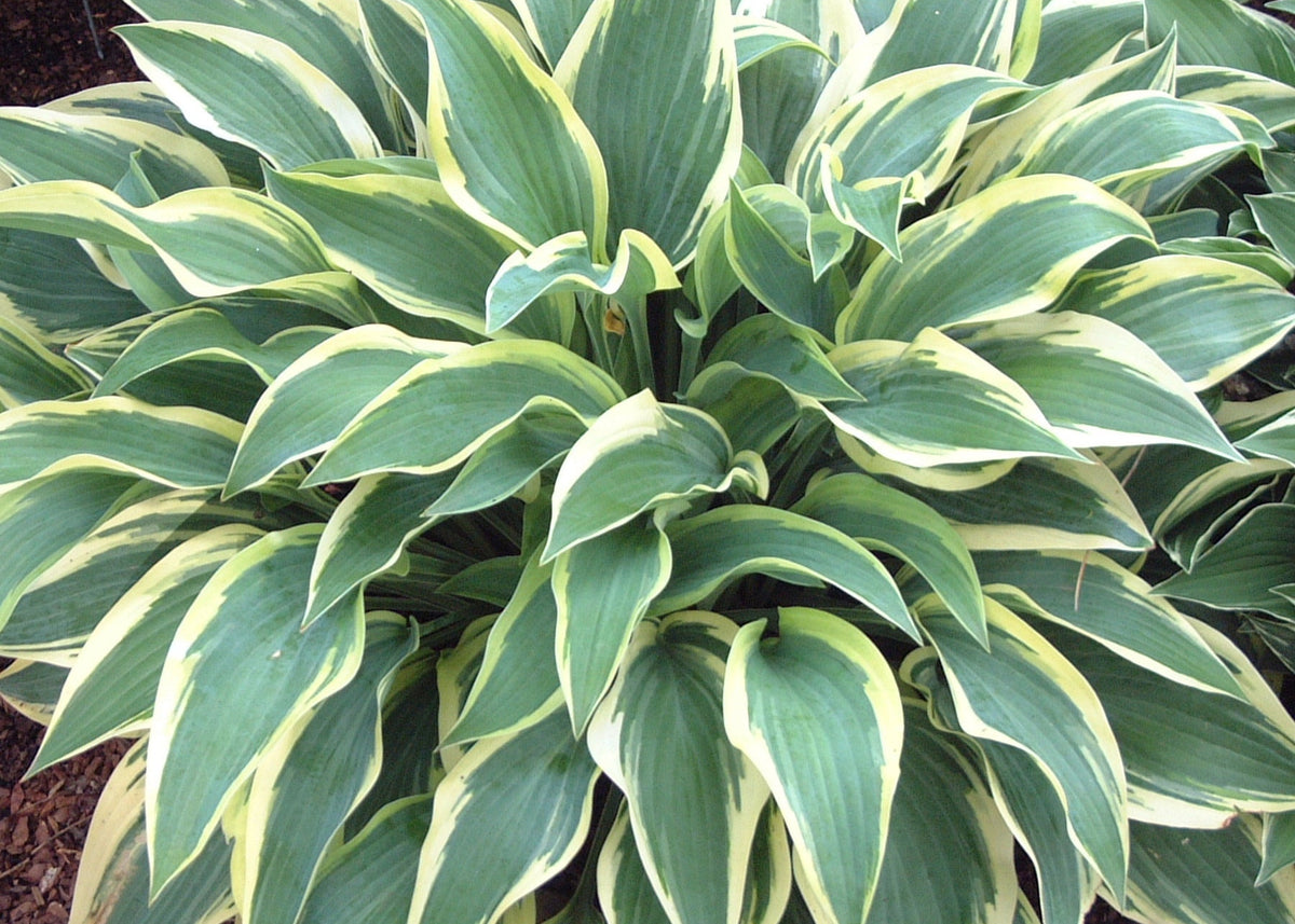 Wolverine Hosta