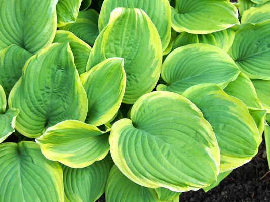 Fragrant Bouquet Hosta
