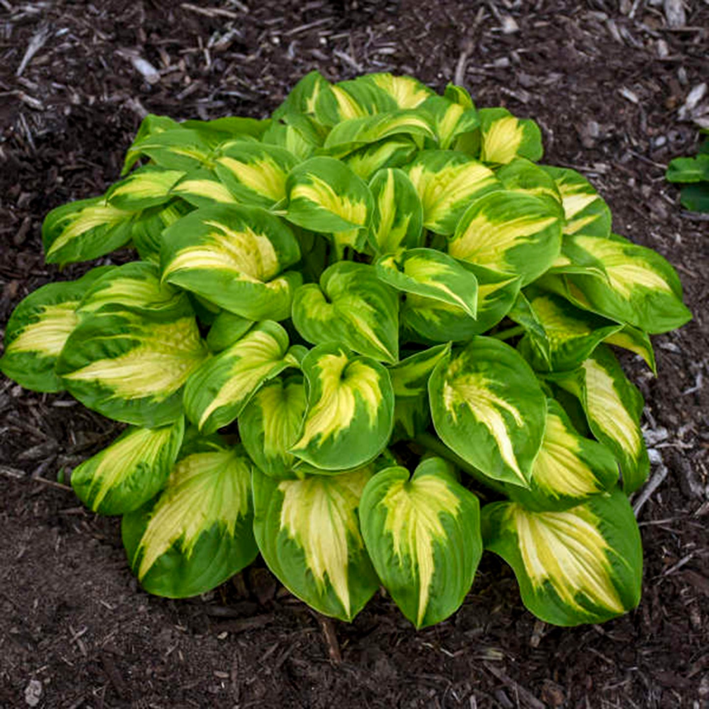 Etched Glass Hosta