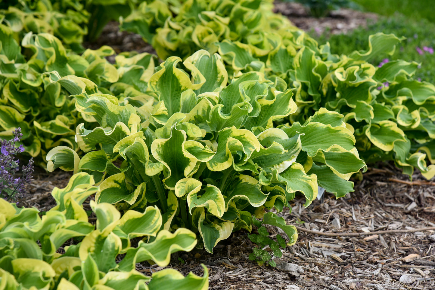 Wheee! Hosta