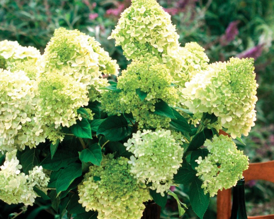 Limelight Hydrangea -