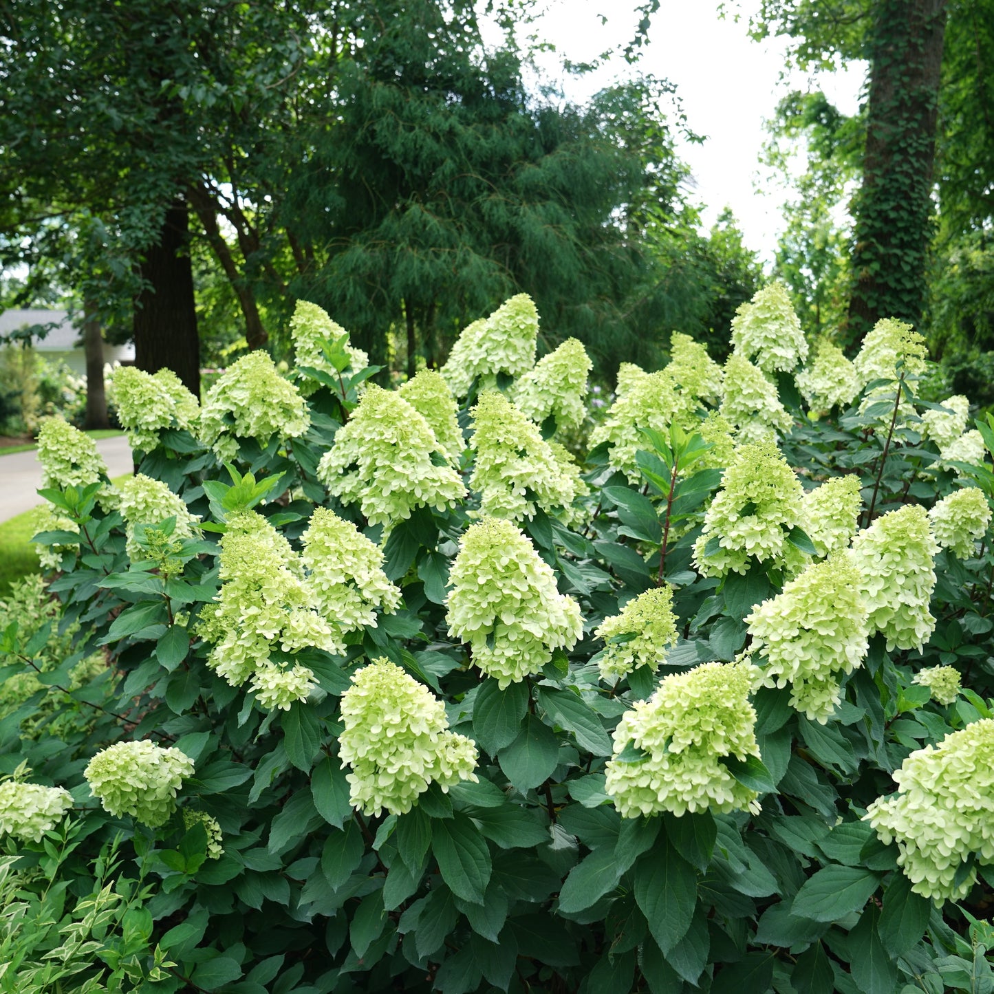 Limelight Prime Hydrangea