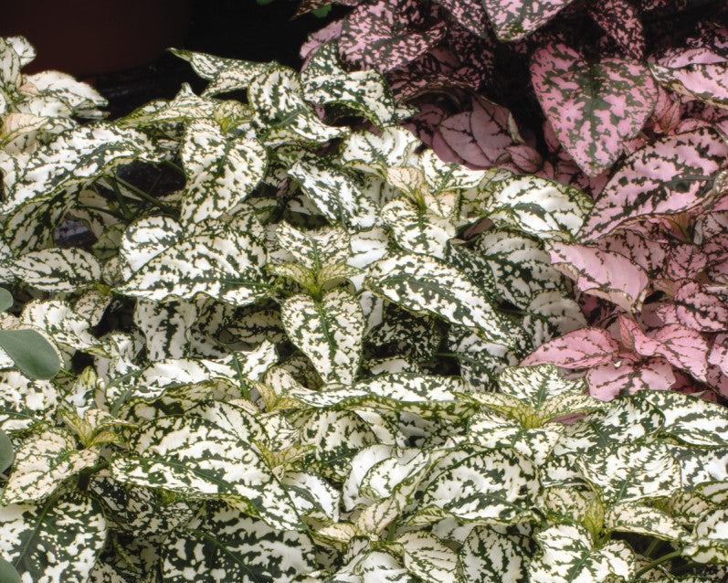 Confetti Mix Polka Dot Plant