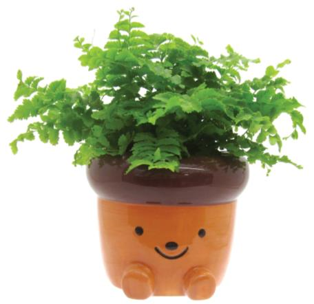 Acorn Pot
