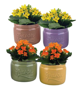 Mini Mason Pot