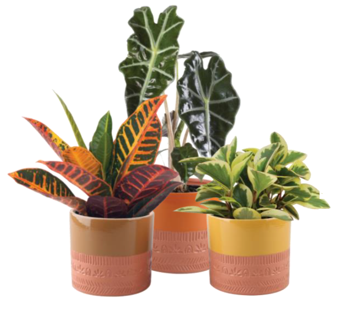 Patterned Terra Cotta Pot