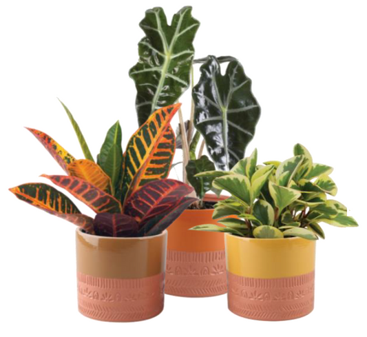 Patterned Terra Cotta Pot