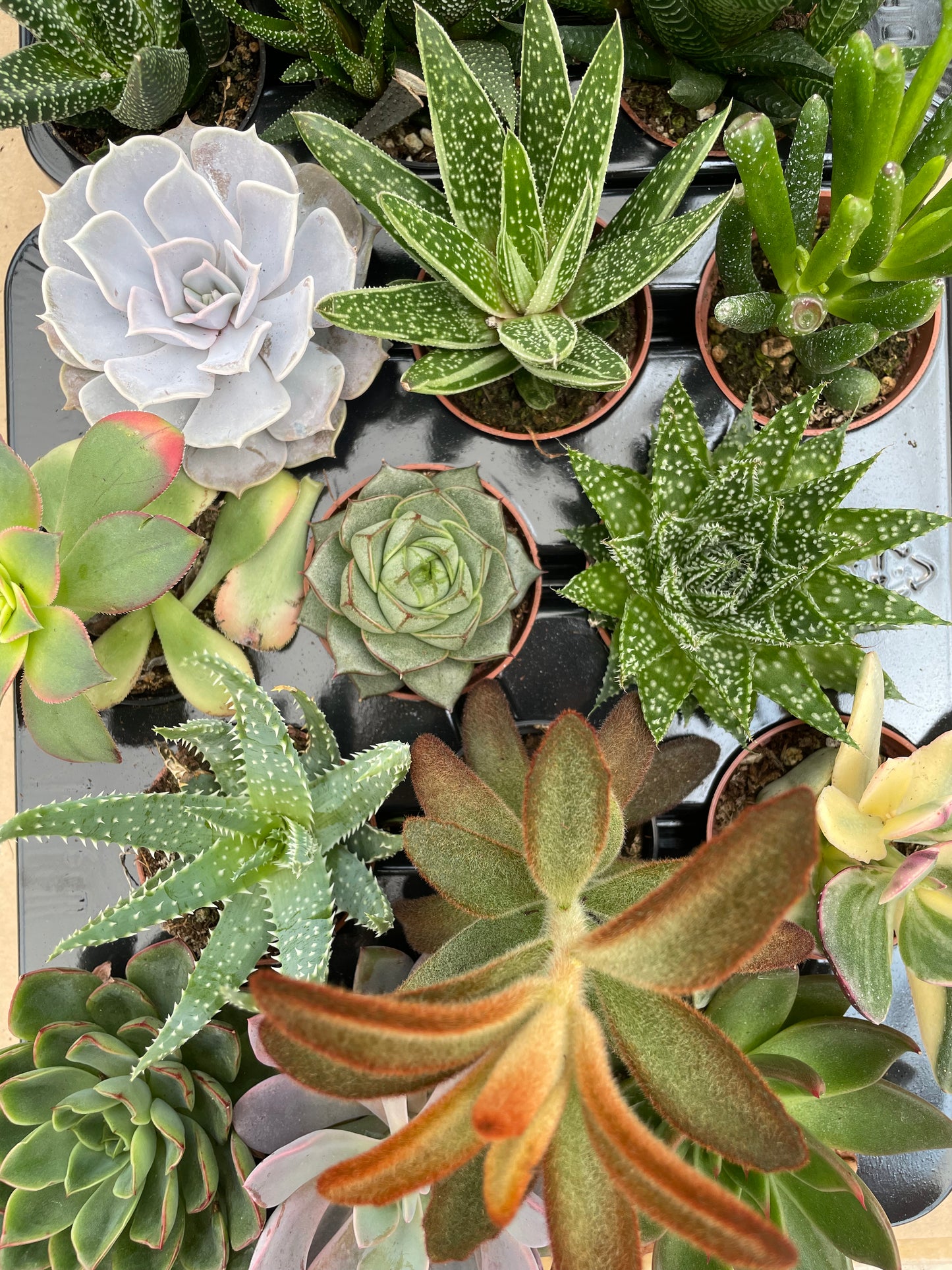 Assorted Succulents