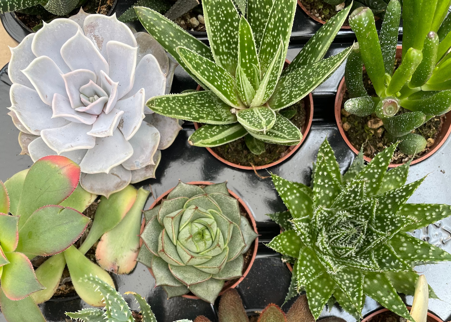 Assorted Crassula