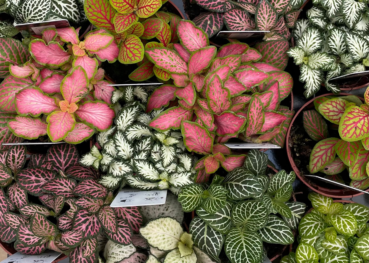 Assorted Fittonia