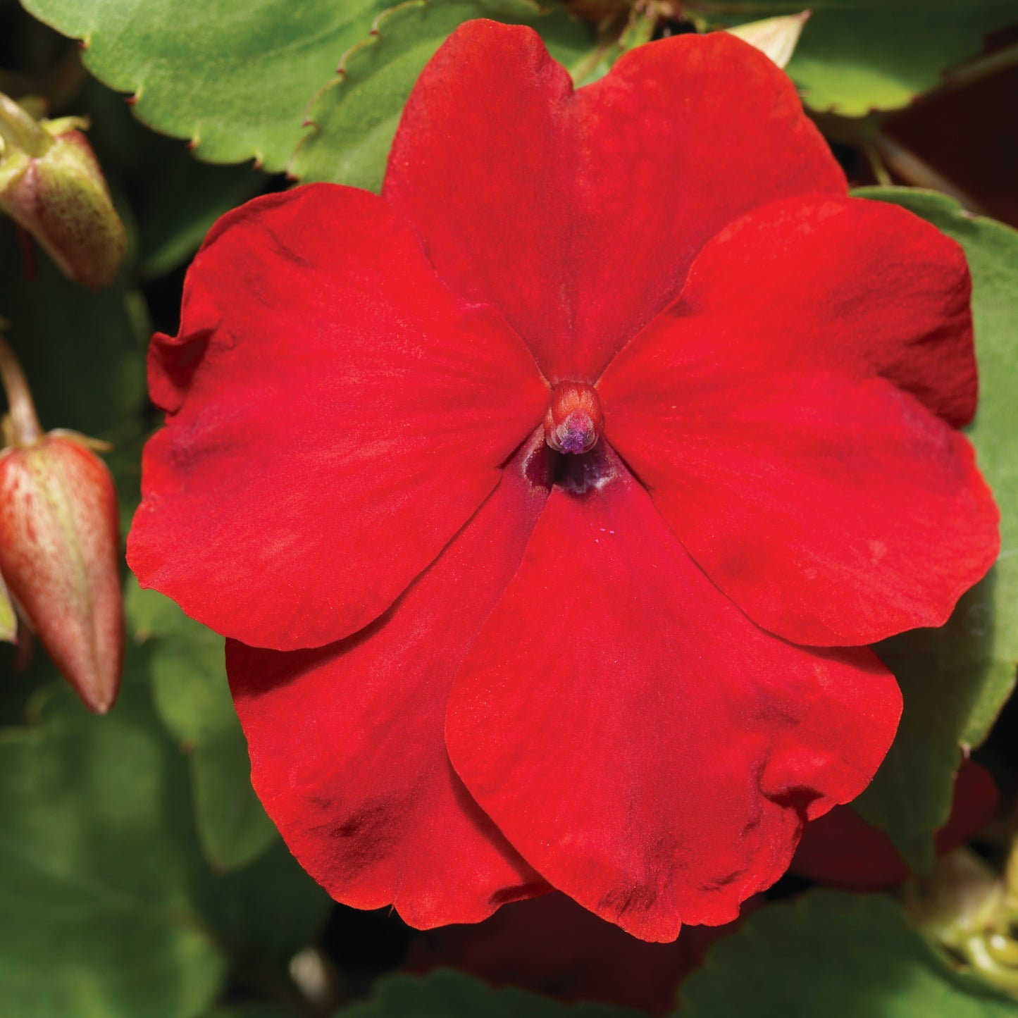 Sunpatiens Compact