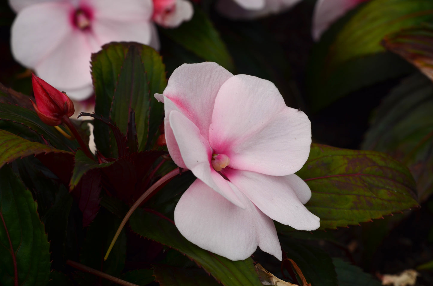 New Guinea Impatiens Magnum