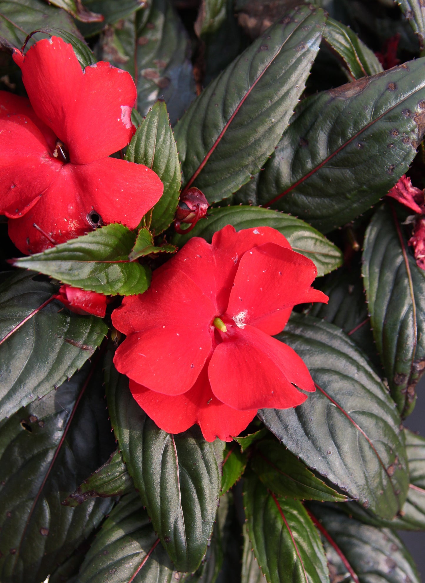 New Guinea Impatiens Magnum