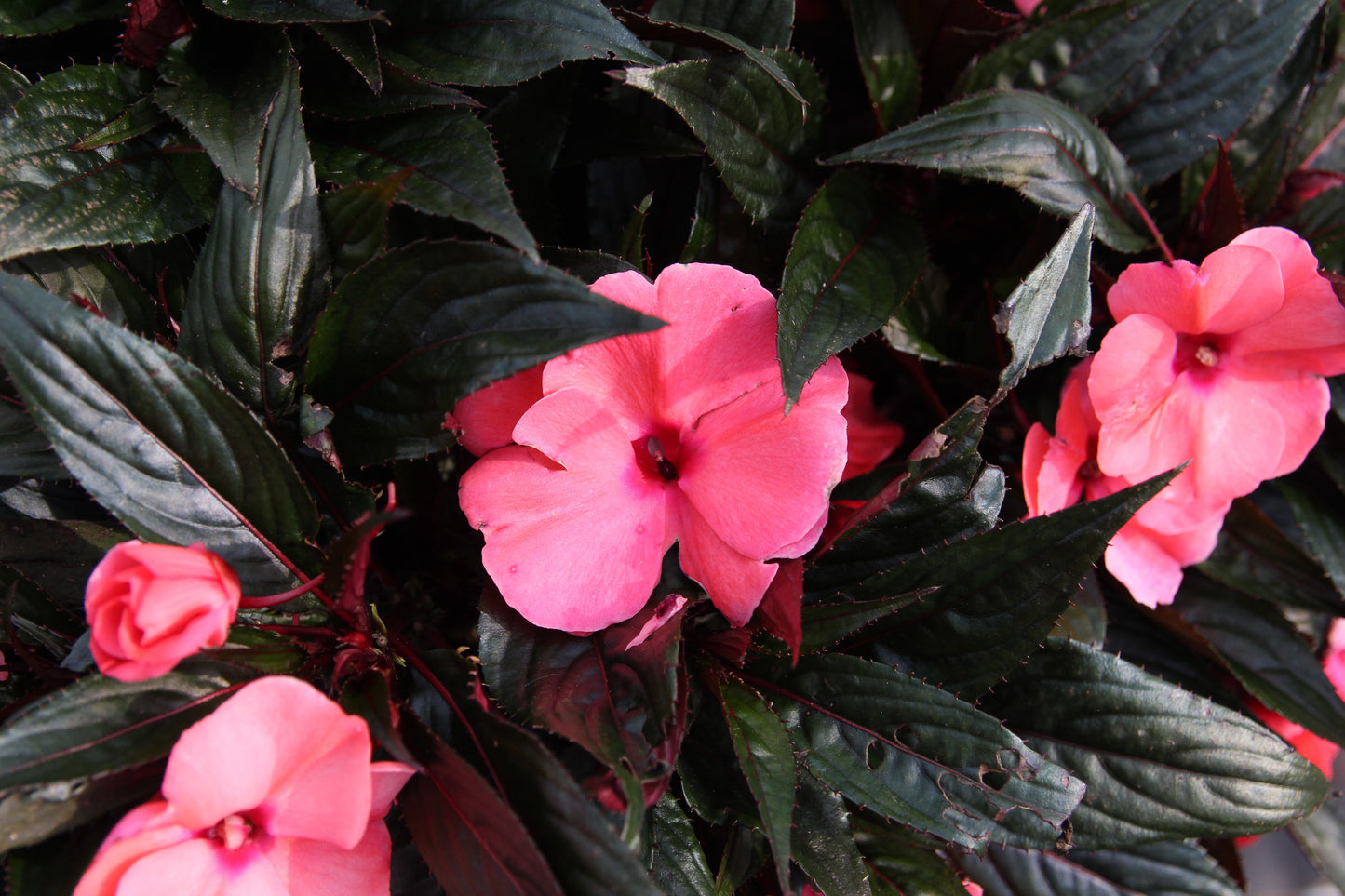 New Guinea Impatiens Magnum