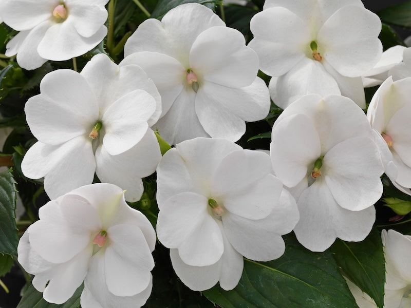 Comp White Sunpatiens