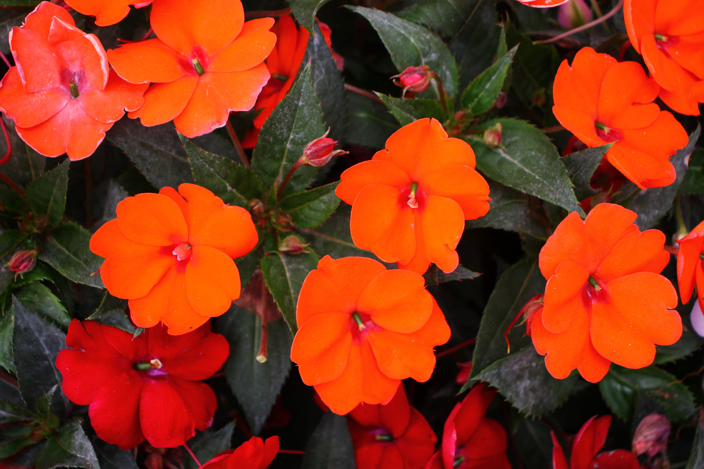 New Guinea Impatiens Magnum