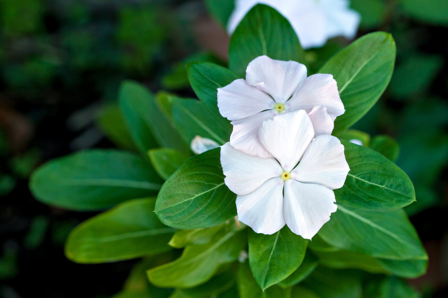 Sunpatiens Compact