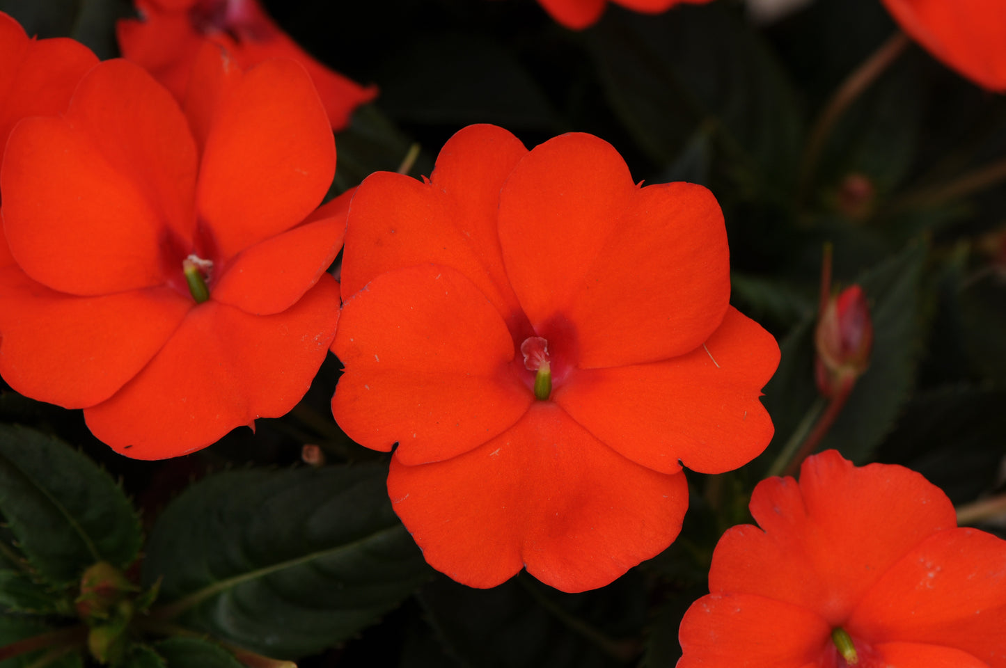 Comp Orange Electric Sunpatiens