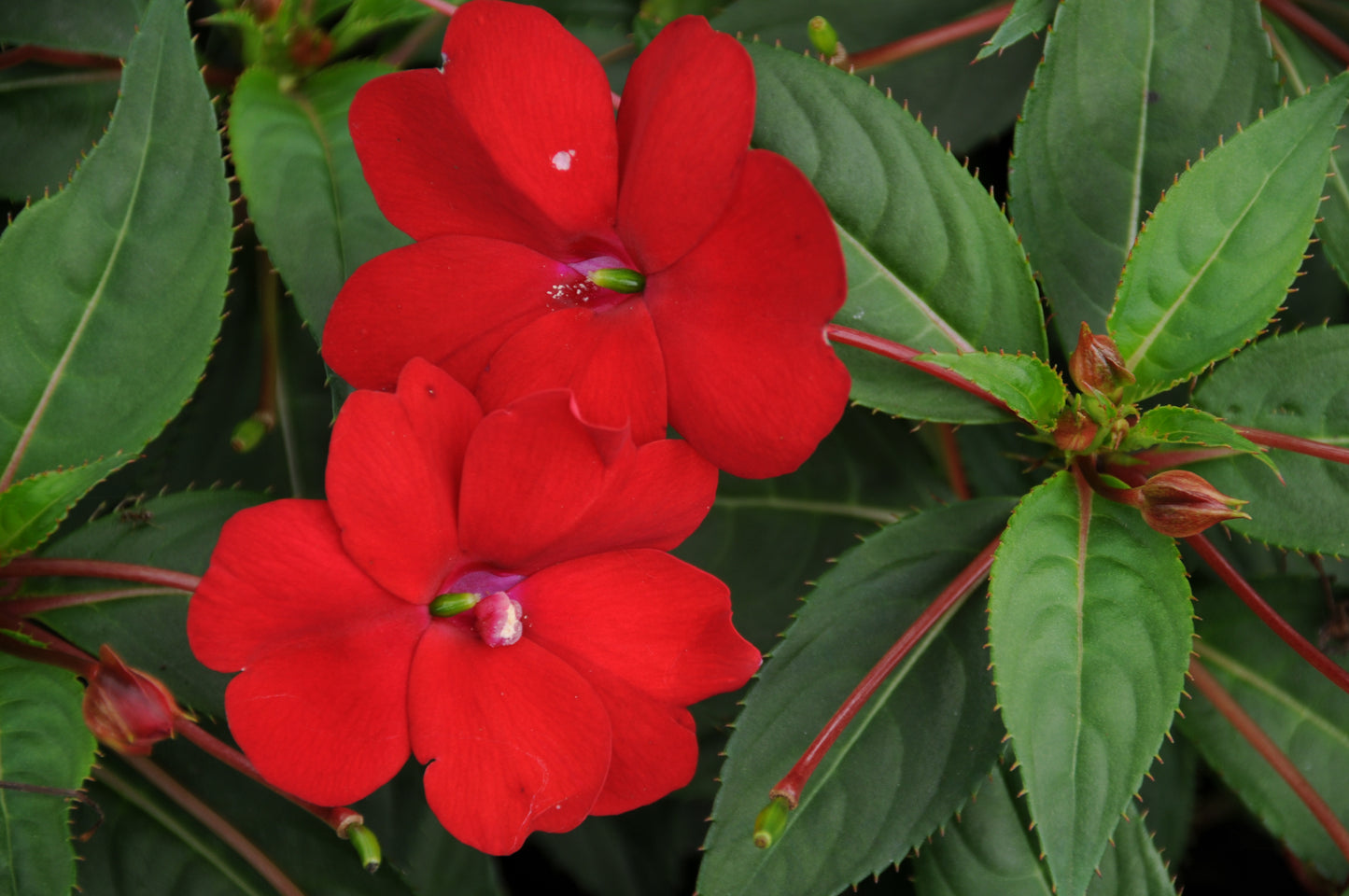 Comp Red Sunpatiens