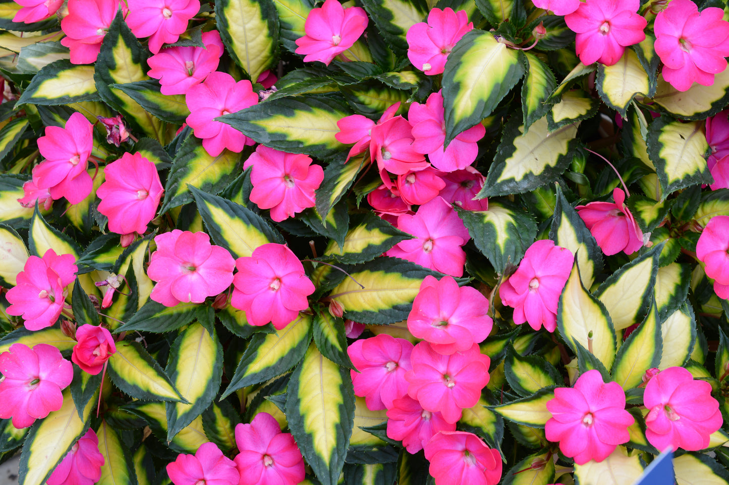 Comp Tropical Rose Sunpatiens