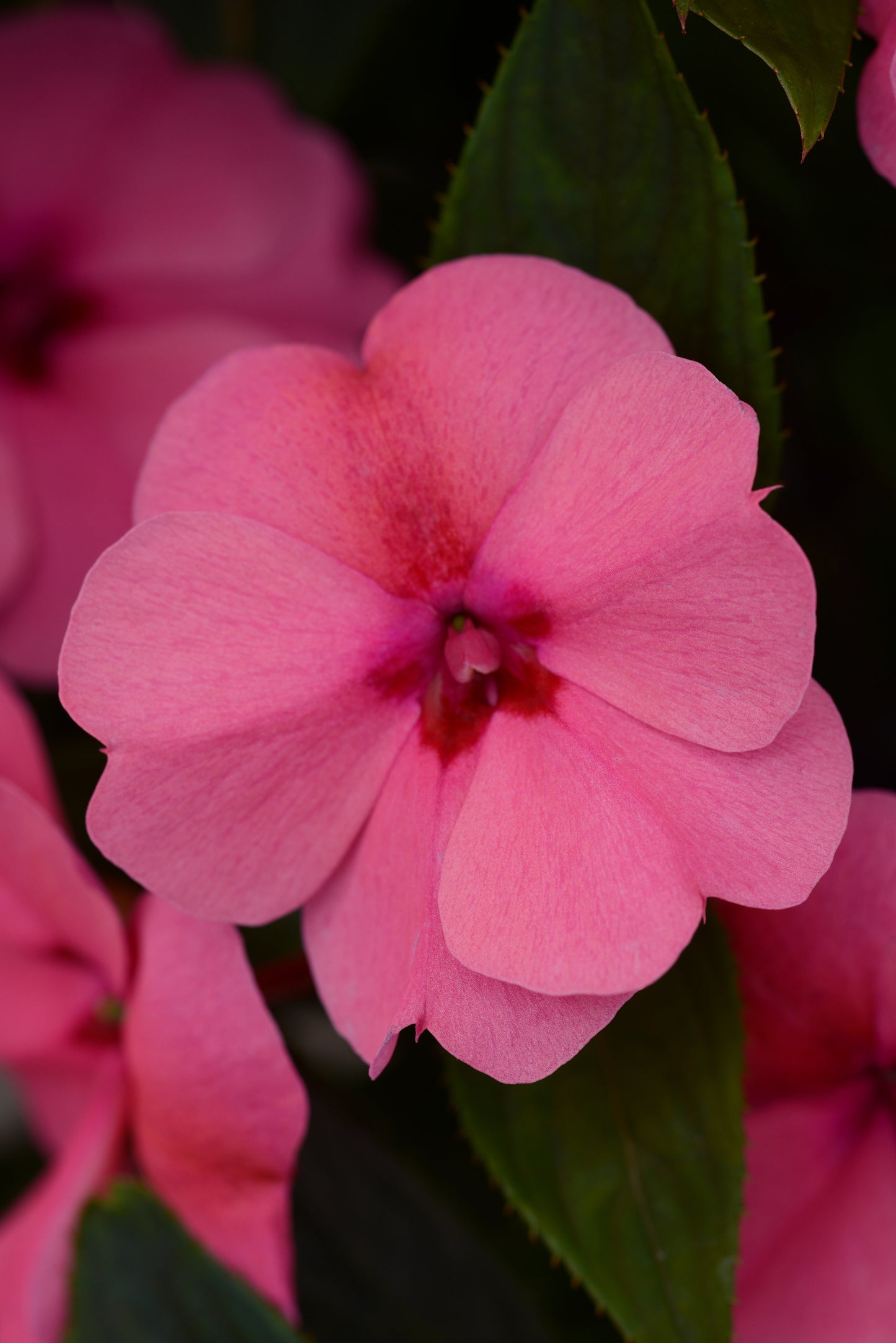 Sunpatiens Compact